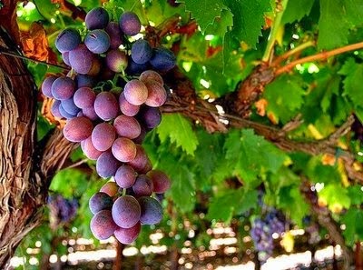fruitful-vine
